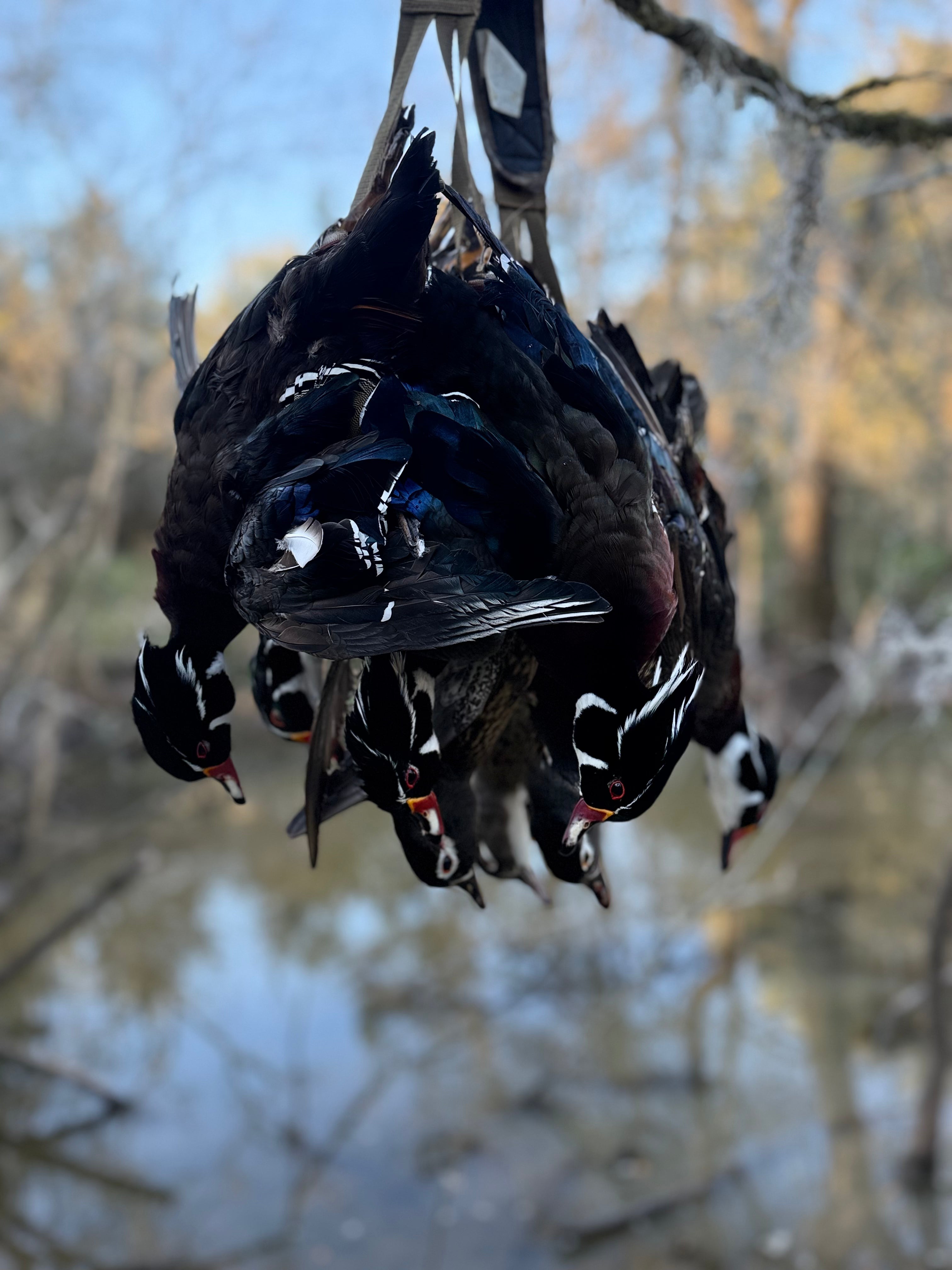 Guided waterfowl hunts